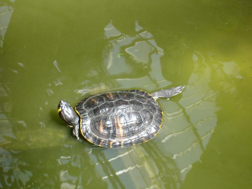 Tortuga en la terminal de trenes