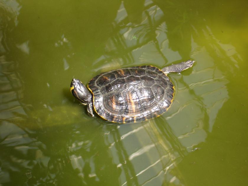 Tortuga en la terminal de trenes