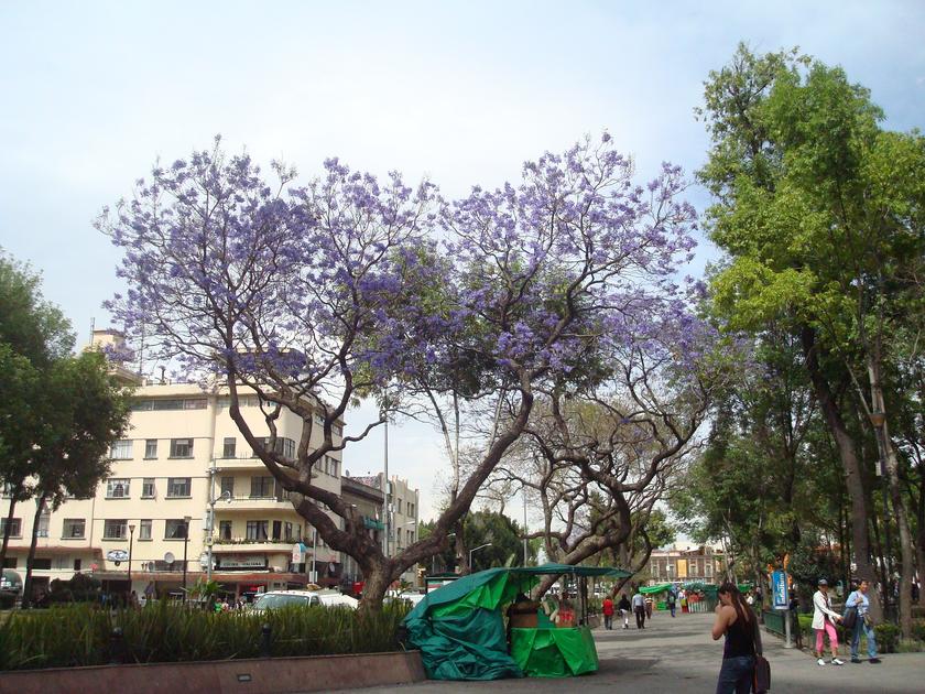 Birgit viendo la jacaranda