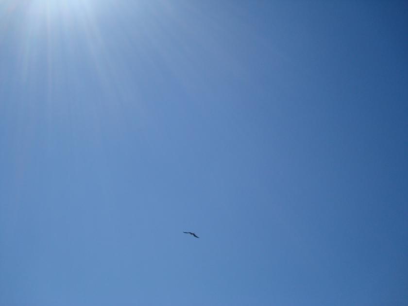 Gaviota