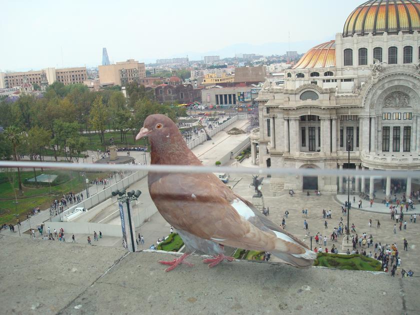 Paloma