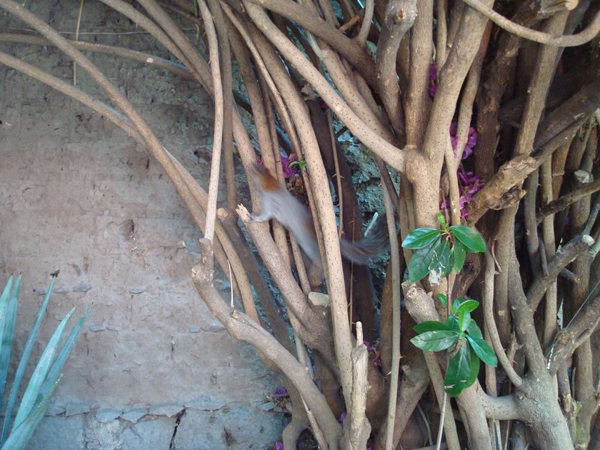 Ardilla