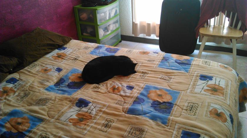 Moreno en la cama