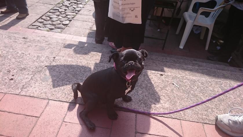 El perro de baterías