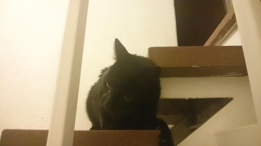 El gato de mi madre