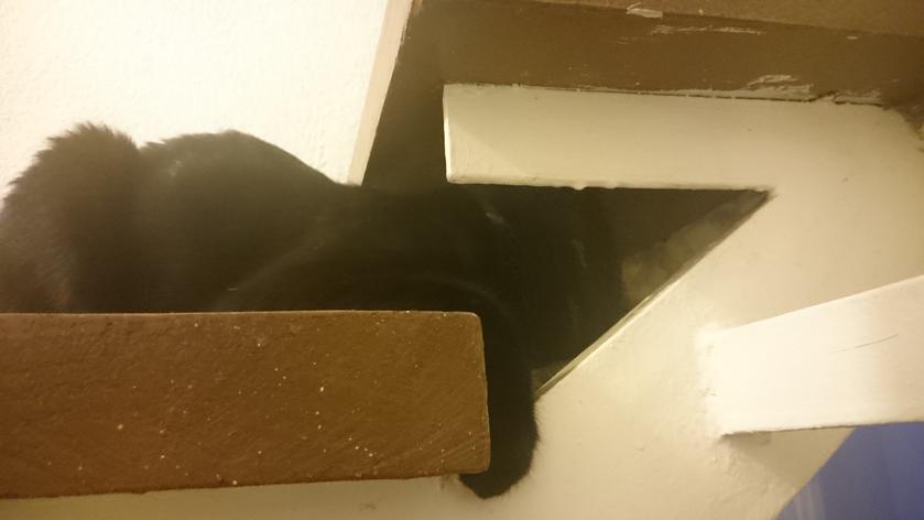 El gato de mi madre
