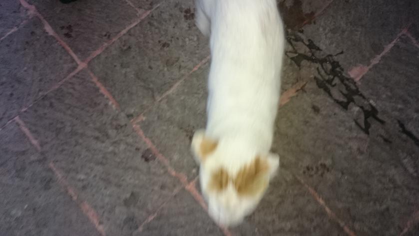 El gato