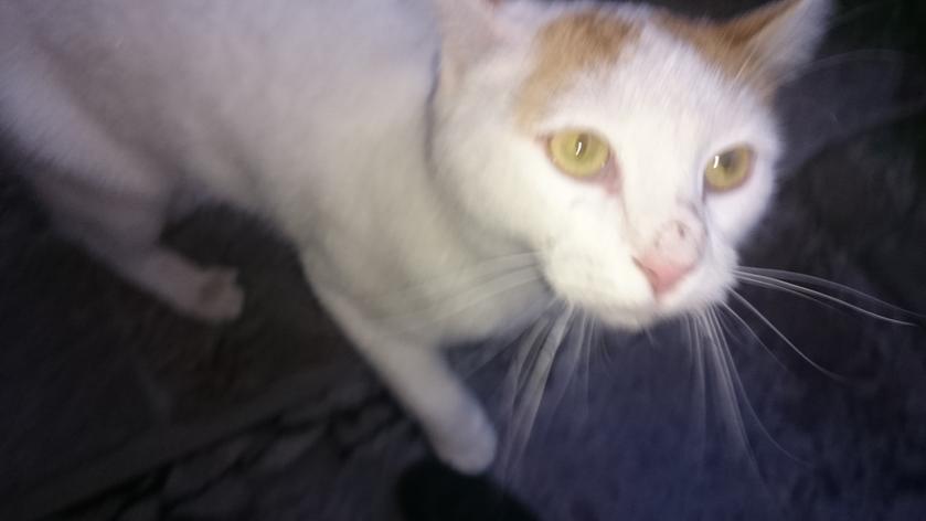 El gato