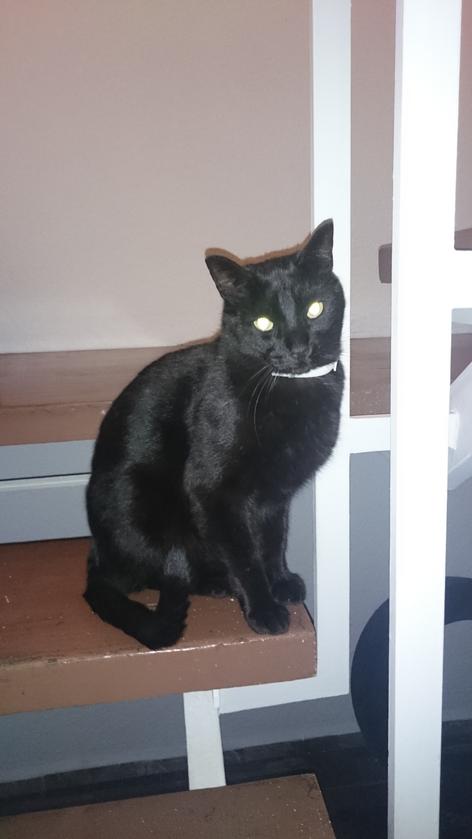 El gato de mi madre