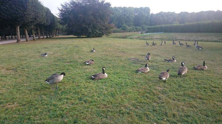 Patos