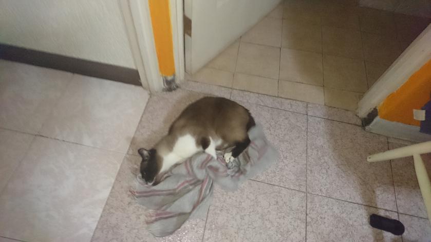 Mauricia contra la jerga