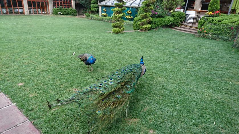 Los pavorreales