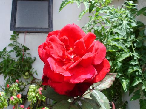 Rosa de verano