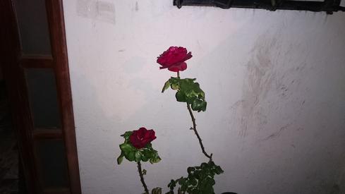 Rosas en casa de mi madre