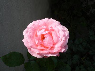 Rosa frondosa