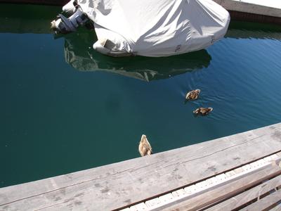 Patos en el lago