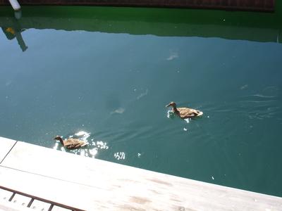 Patos en el lago
